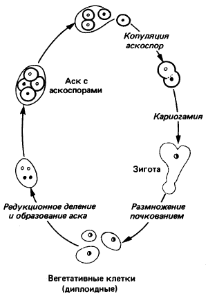 Контрольная работа по теме Низшие грибы, класс аскомицеты